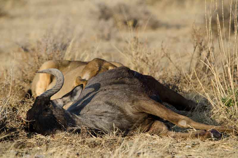 79 - Namibia - leones comiendo - parque nacional de Etosha